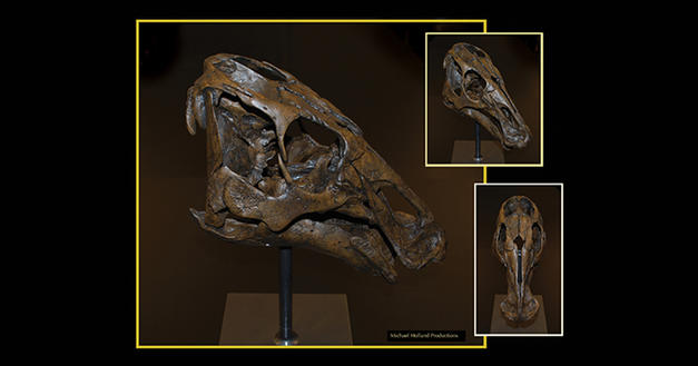 alaskahadroskullcomp-square-mega-menu